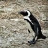 Veertien pinguïns vlak na elkaar overleden in safaripark Beekse Bergen