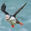 More than 500 bird species face EXTINCTION in the next 100 years thanks to climate change, scientists warn