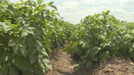 Alberta farm researchers redefining agriculture to grow more potatoes, tackle weeds