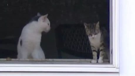 Dozens of dead cats scattered around house and freezer after 'stench' reported