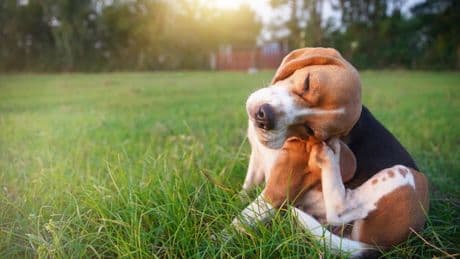 Seasonal Allergies Can Affect Dogs: Here’s What You Need To Know