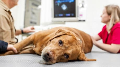 «L’été, le coup de chaleur est dans le top 5 des urgences en été», avertit un vétérinaire urgentiste