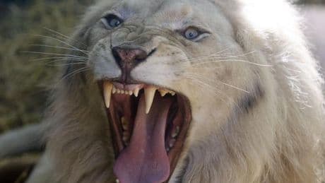 Un león mata a una adolescente en Kenia