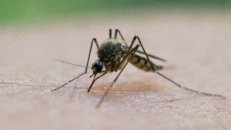 Fiese Stechmücken im Schlafzimmer: Einfacher Alltags-Trick hält nervige Insekten fern