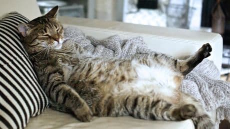Tipps vom Tierarzt: Garfield lässt grüßen! Wie man faule Katzen zum Abspecken kriegt