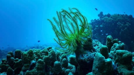In disaster-prone Vanuatu, photos show sea animals returning to battered reefs. Can recovery happen?