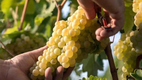 Arranca la vendimia en Catalunya con inquietud por la bajada del precio de la uva