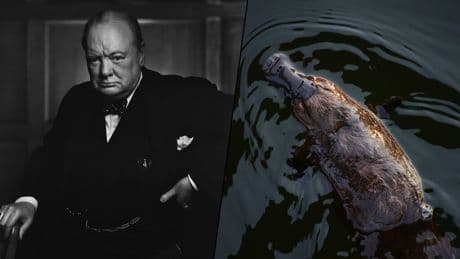 Durante la Segunda Guerra Mundial, Australia envió un ornitorrinco a Churchill. Murió en el viaje y 82 años después sabemos por qué