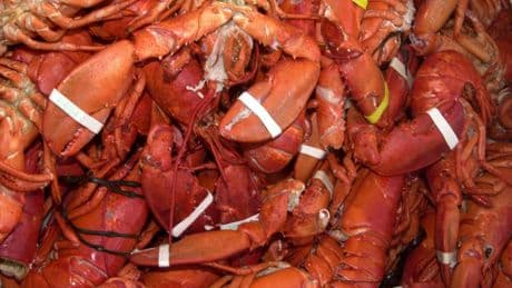 PETA sues Maine Lobster Festival saying the steaming of 16,000 live crustaceans is torture