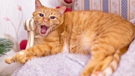 Wetenschappers  ontrafelen het genetisch geheim achter roodharige katten