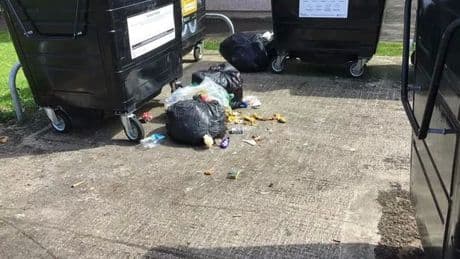 Rat sightings in West Lothian soar after bin store rubbish fly-tipping