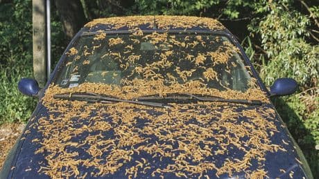 Dreck sicher entfernen: So vermeiden Sie Lackschäden am Auto
