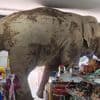 A hungry wild elephant raids a grocery store in Thailand for snacks
