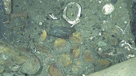 Encuentran un galeón hundido con varias toneladas de monedas de oro: valen más de 17 millones de euros