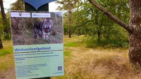Utrecht heeft team paraat voor incidenten met wolven