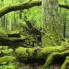 Voyage au cœur de Bialowieża, la dernière forêt primaire d'Europe intacte depuis près de 12 000 ans