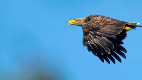 Tote Seeadler und Bussarde gefunden – wurden sie vergiftet?