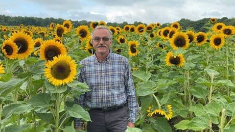 Landwirt erzählt: Wie ehrlich sind Kunden bei Sonnenblumen zum Selbstschneiden?