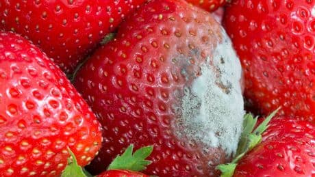 Frische Erdbeeren schnell schimmelig? So verhindern Sie den häufigsten Fehler