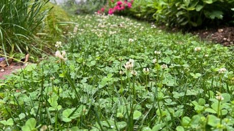 Weeds aren't just nuisances, they're messengers. Here's what they can tell you