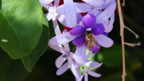 UK Gardeners Told To Plant These Now For Happy Bees In Spring