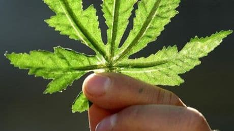 Le danger perçu du cannabis en forte baisse chez les Français