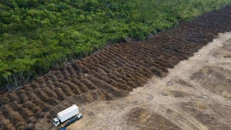 Abholzung: Amazonas verliert in 40 Jahren Fläche größer als Spanien
