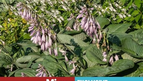 Gardeners urged to plant one common flower slugs absolutely hate
