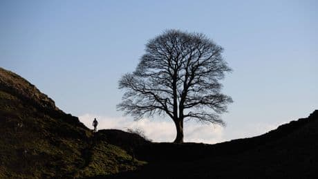 Zerstörerische Lust: Mein Feind, der Baum