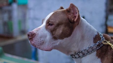 Padrone parte per le vacanze, il cane muore nel garage: nessuno gli ha portato cibo e acqua