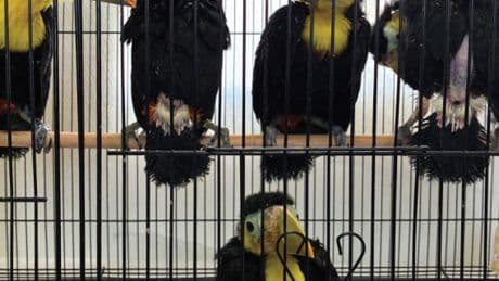 Man Had 14 Toucans Stashed in His Volkswagen Dashboard, U.S. Says