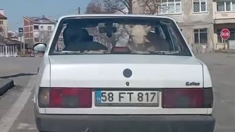 Görenler telefonuna sarıldı; buzağıyı otomobille veterinere götürdüler