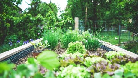 6 June Gardening Jobs UK Gardeners Should Start Now