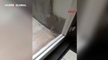 Kağıthane'de iş yerine giren yılanı görünce tekmeleyerek kovdu