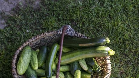 Vorsicht beim Eigenanbau: Wenn Kürbis & Zucchini plötzlich giftig werden