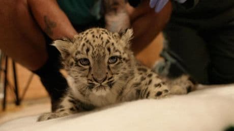 «Un véritable espoir pour cette magnifique espèce»: un zoo diffuse les rares images d’un bébé léopard des neiges
