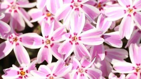 Japan: Premier plant Beete mit Erde aus Fukushima - wie gefährlich ist das?