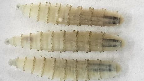 USA bestätigen ersten reisebedingten Fall: Schraubenwurm bohrt sich in Menschen