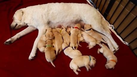 Hunde-Mama hat viel zu tun - 12-facher Nachwuchs sorgt für Wirbel