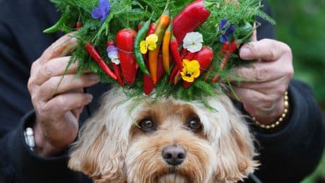 AP PHOTOS: Chelsea Flower Show blooms with royals, celebrities and pets