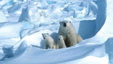 Ukraine-Konflikt: Wenn Putin nach Alaska kommt, betritt er ehemals russischen Boden