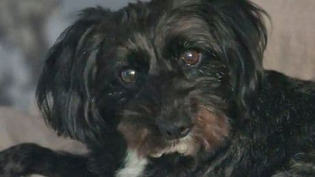 XL Bully mauls family dog to death in horrific street attack