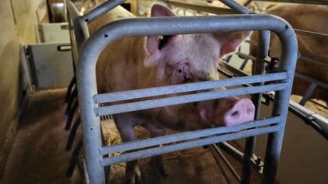 Calls to end 'one of the most severe forms of animal cruelty in this country'