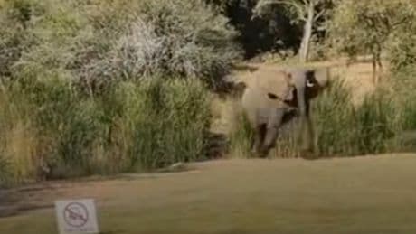 PGA Championship trumped as elephant charges around golf course after Quail Hollow snakes and turtles