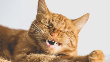 Anhänglich und schräg - Orange Katzen ticken einfach anders