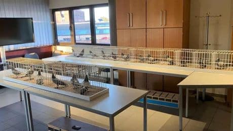 Bende opgerold die voor miljoenen aan duiven zou hebben gestolen in Benelux