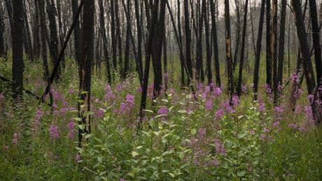 Western Canada tourism operators’ burned by another summer of wildfires
