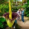 Bloeiende ‘penisplant’ lokt naast aasvliegen ook veel bezoekers naar Hortus Leiden