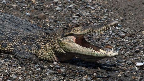 Indonesien: Krokodil tötet Schwimmer auf Sumatra