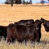 Australia to lift import ban on US beef after Trump tariffs tiff